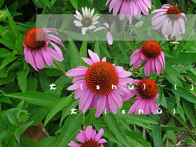 大數(shù)據(jù)能查出花唄逾期嗎(大數(shù)據(jù)花了有逾期還能貸款嗎)