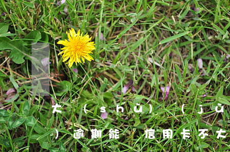 大數(shù)據(jù)花了沒(méi)逾期能辦信用卡不(大數(shù)據(jù)花了沒(méi)逾期能辦信用卡不)