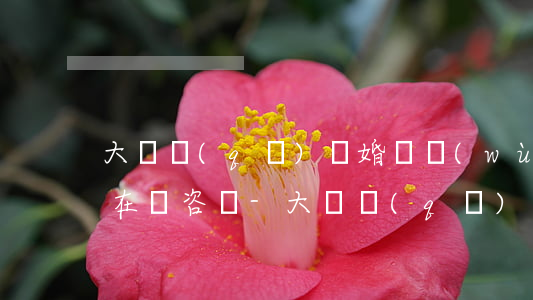 大東區(qū)離婚債務(wù)糾紛律師在線咨詢-大東區(qū)離婚在哪辦理具體地址