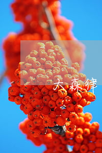 大森律師事務所簡介(大森律所怎么樣)