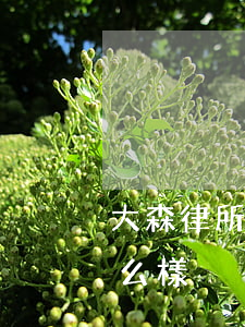 大森律所怎么樣(大有律師事務(wù)所怎么樣)