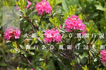 大爺欠銀行20萬銀行說不用還了-大爺欠銀行20萬銀行說不用還了是真的嗎