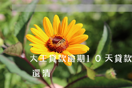 大王貸款逾期10天(貸款大王逾期要求全部還清)