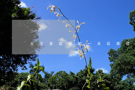大王貸款逾期一天后果(借款大王逾期后果)