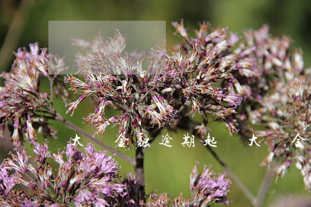 大眾金融逾期起訴(大眾金融被拒為什么)
