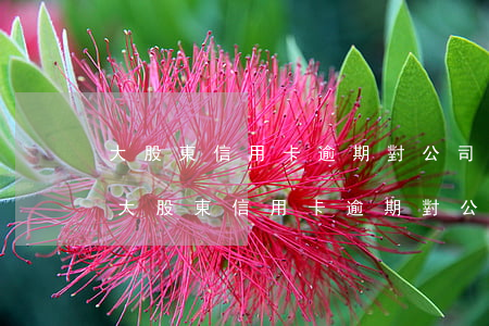 大股東信用卡逾期對公司賬戶有什么影響-大股東信用卡逾期對公司賬戶有什么影響嗎