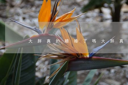 大胖真的離婚了嗎(大胖真的離婚了嗎)