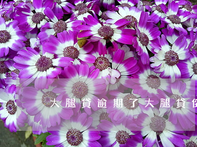 大腿貸逾期了(大腿貸倒閉)