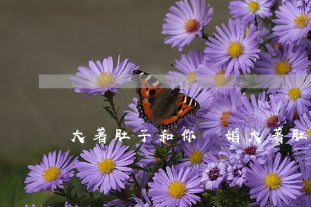 大著肚子和你離婚(大著肚子和你離婚)