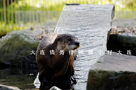 大连债务律师 哪个好（大连债务纠纷律师收费）