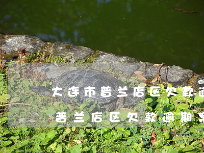 大连市普兰店区欠款逾期案件律师-大连市普兰店区欠款逾期案件律师电话