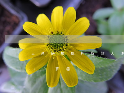 大連房屋抵押貸款(大連房屋抵押貸款計(jì)算器)