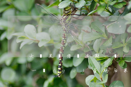 大連花唄借唄逾期一個(gè)月(借唄逾期一個(gè)星期后果)