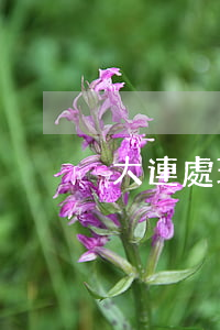 大連處理信用卡逾期