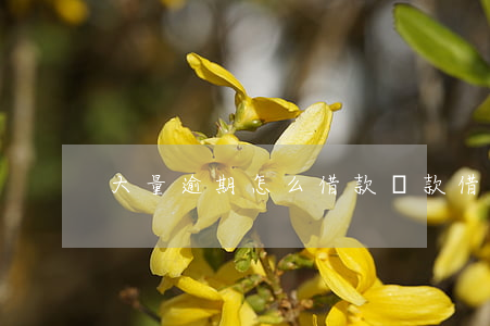 大量逾期怎么借款還款(借貸逾期怎么處理)