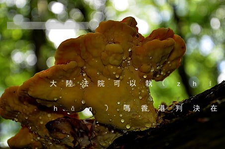 大陸法院可以執(zhí)行香港財產(chǎn)嗎(香港判決在內(nèi)地執(zhí)行)