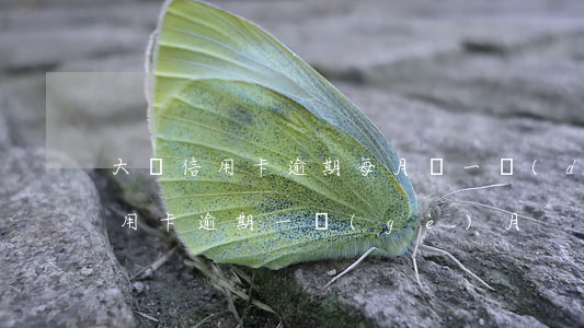 大額信用卡逾期每月還一點(diǎn)(信用卡 逾期 一個(gè)月)