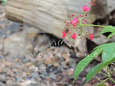 大額信用卡逾期還不上 大額信用卡逾期還不上會(huì)坐牢嗎