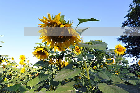 大額分期信用卡(盛京銀行大額分期信用卡)