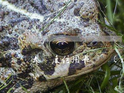 大額度信用卡連續(xù)逾期