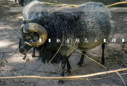 大額貸款逾期怎么辦理(銀行貸款逾期怎么辦)