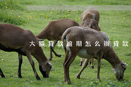 大額貸款逾期怎么辦(貸款逾期該如何處理?)