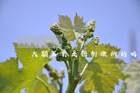 大额医疗是强制缴纳的吗