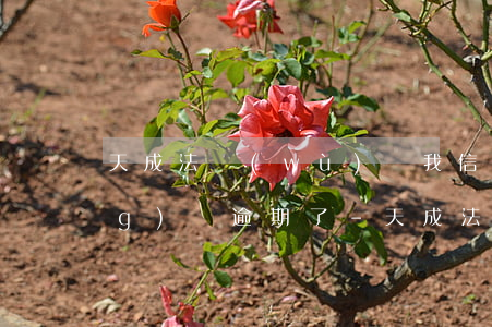 天成法務(wù)說我信用卡或網(wǎng)貸逾期了-天成法務(wù)說我信用卡或網(wǎng)貸逾期了?