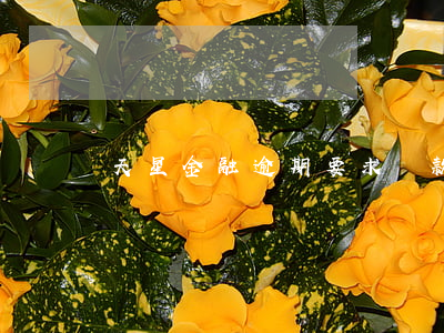 天星金融逾期要求還款(天星金融催款)