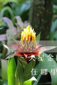 天星金融逾期还款在哪里(天星金融逾期还款在哪里)