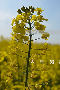 天枰男離婚后