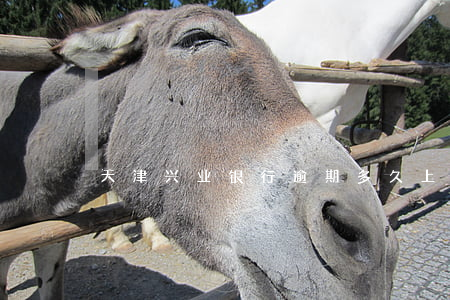 天津兴业银行逾期多久上征信