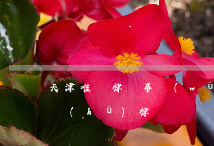 天津唯辯律師事務(wù)所怎么樣(天津辯護(hù)律師)