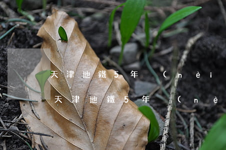 天津地鐵5年內(nèi)限制信用卡逾期(天津地鐵5年內(nèi)限制信用卡逾期嗎)