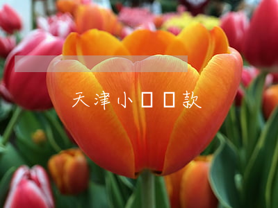天津小額貸款