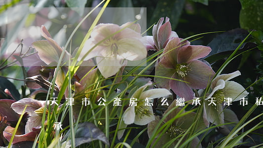天津市公產房怎么繼承(天津市私產房遺產繼承)