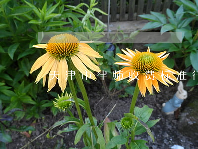 天津市律师收费标准行业指引