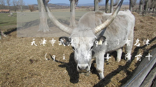 天津市武清區(qū)有名律師(天津市河北區(qū)律師事務所前十名)