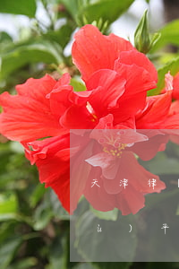 天津律師協(xié)會綜合管理服務(wù)平臺(天津律師協(xié)會綜合管理服務(wù)平臺電話)