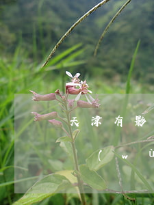 天津有影響力律師(天津口碑比較好的律師事務(wù)所)