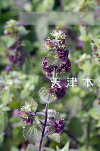 天津本地離婚案件律師哪里找