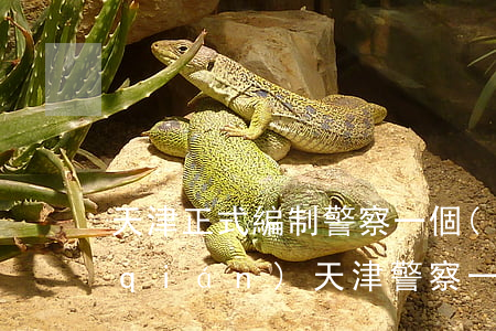 天津正式編制警察一個(gè)月多少錢(qián)(天津警察一個(gè)月多少工資)