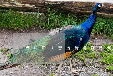 天津正式警察待遇好嗎(天津公安局待遇)