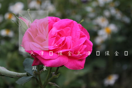 天津殘保金(天津殘保金減免優(yōu)惠政策)