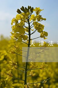 天津法律顧問(天津法律顧問法務招聘)