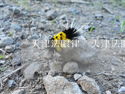 天津法眼律師(天津法眼律師)