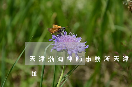 天津渤海律師事務所(天津渤海律師事務所地址)