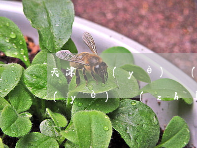 天津營業(yè)執(zhí)照(天津營業(yè)執(zhí)照注銷)