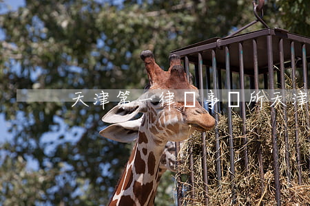 天津第一律師事務所(天津第一律師事務所)