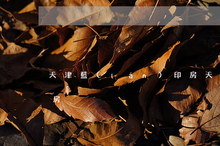 天津藍(lán)印房(天津藍(lán)印房)